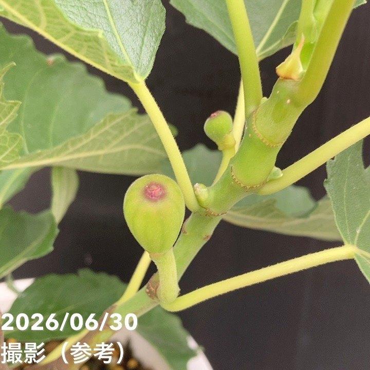 充実株 イシヅキ農園さん イチジク ネグローネ 6号 2年生苗｜果樹10-TU