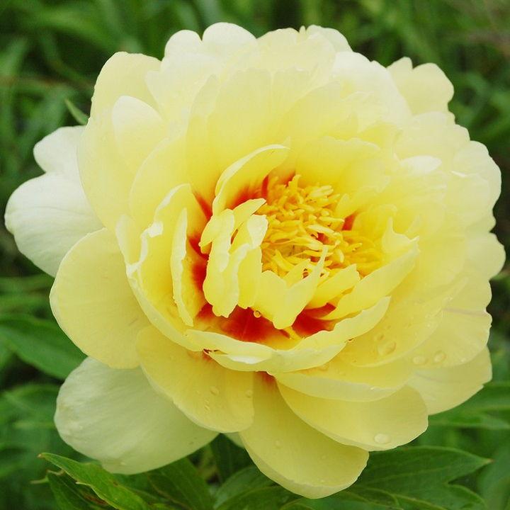 芍薬 シャクヤク 5号ロング バートセラ｜草花04-PA : 赤塚植物園ヤフー