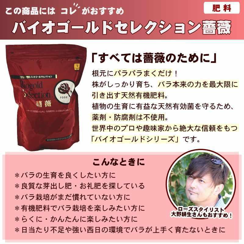 つるバラ長尺苗 マリーヘンリエッテ 6号 京成バラ園芸 ｜s200｜花木04-PA｜akatsukagarden｜08