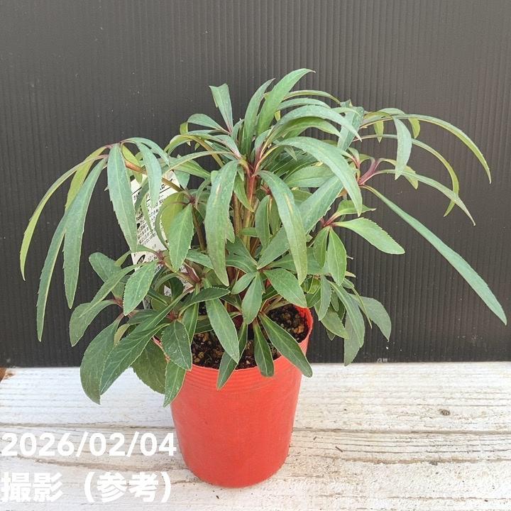 カラーリーフクリスマスローズ 3.5号 フェチダス レッドスター 松村