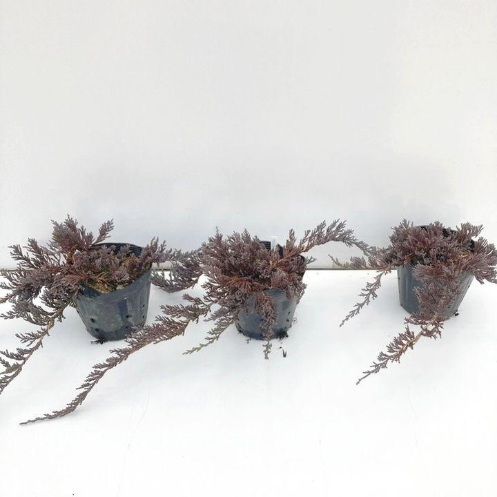 常緑・這性（はいせい）コニファー ウィルトニー 5号×3鉢セット ※お