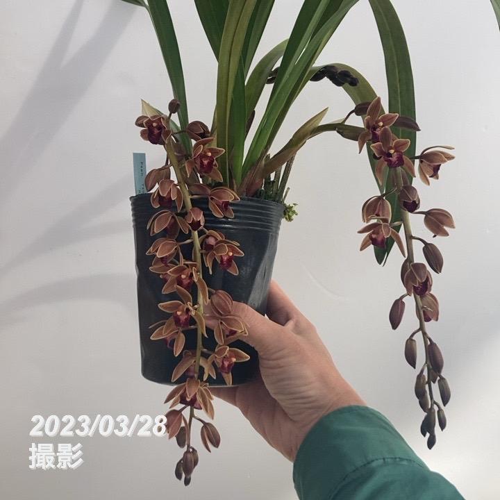 まもなく開花〜開花中 花芽2個以上>ミスマフェット 4号(赤花系 まもなく開花〜開花中 花芽2個以上>ミスマフェット 4号(赤花系