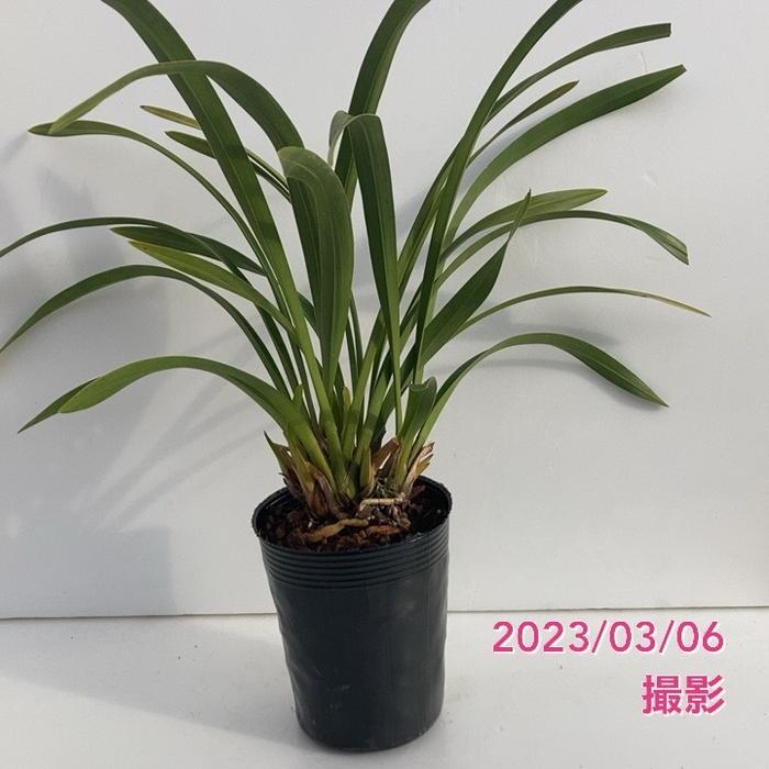 花芽4個以上>キンリョウヘン 3.5号(品種名なし)|ミツバチ蘭 花芽4個以上>キンリョウヘン 3.5号(品種名なし)|ミツバチ蘭