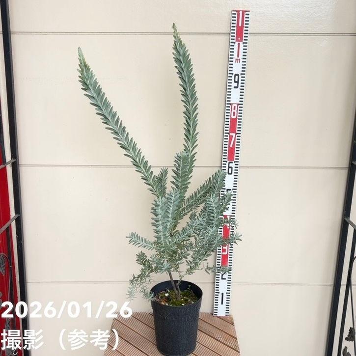 アカシア ブルーブッシュ （コベニー）6号｜花木04-PA : 赤塚植物園