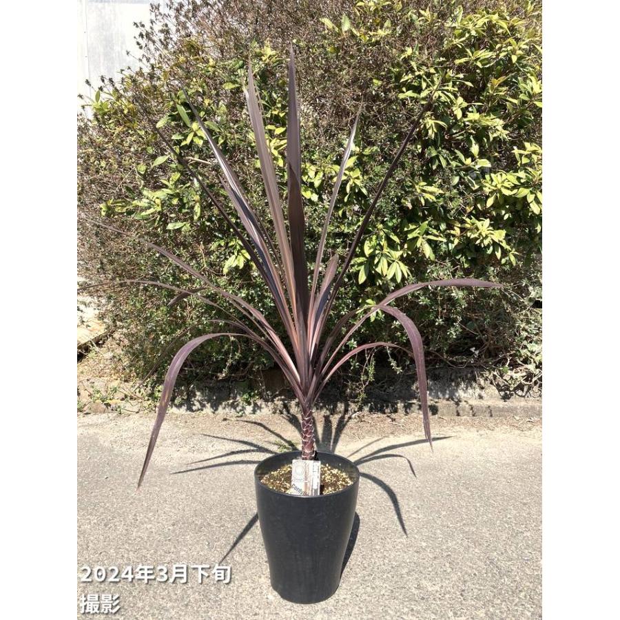 数量限定】コルジリネ 8号 オーストラリス ブラックナイト｜s200｜観葉