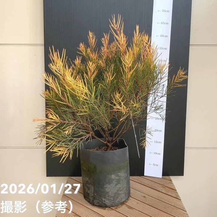 アカシア フェニックスゴールド 6号ポット｜花木04-PA : 赤塚植物園