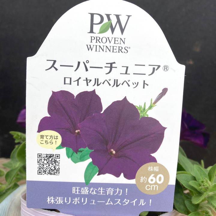 PW スーパーチュニア ロイヤルベルベット 3.5号×3株セット｜草花04-PA