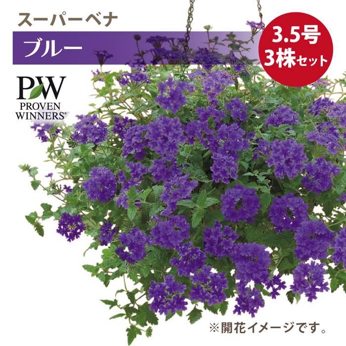 PW スーパーベナ ブルーimp 3.5号×3株セット｜草花04-PA : 赤塚植物園