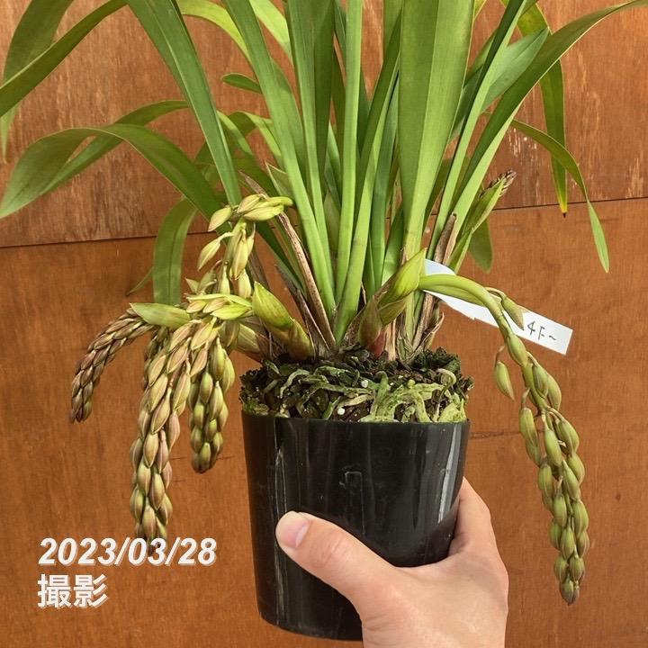 まもなく開花〜開花 花芽4個以上>ミスマフェット 4号(赤花系種 まもなく開花〜開花 花芽4個以上>ミスマフェット 4号(赤花系種