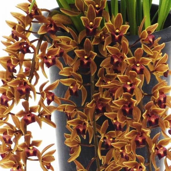 まもなく開花〜開花 花芽4個以上>ミスマフェット 4号(赤花系種 まもなく開花〜開花 花芽4個以上>ミスマフェット 4号(赤花系種