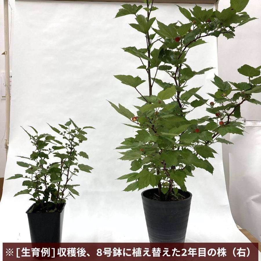 植木鉢 新メンバーです 『ニジイロボウズハゼ』苔取り #ルドウィジアsp