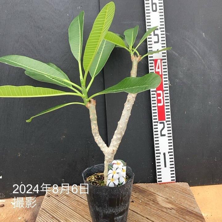 観葉植物 プルメリア オブッサ シンガポールホワイト 観葉植物