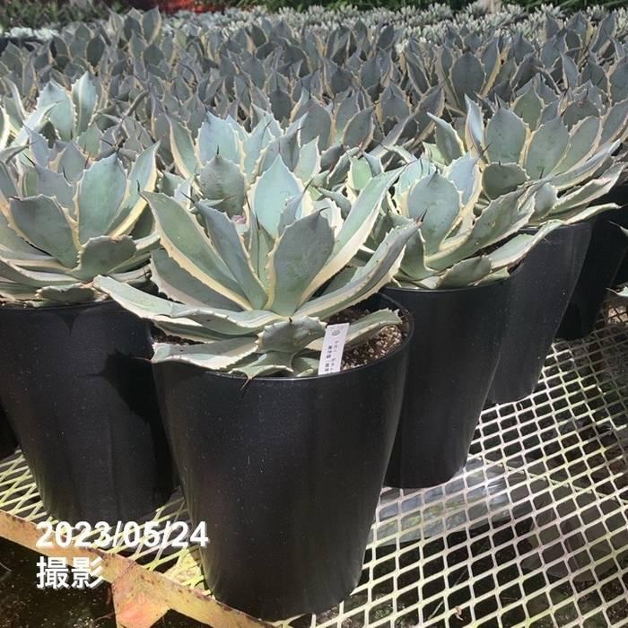 数量限定】アガベ 7号 ポタトラム 雷神錦｜観葉01-D1 : 赤塚植物園