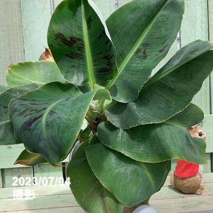 バナナの木 三尺バナナ 5号｜果樹04-PA : 赤塚植物園ヤフー店 - 通販
