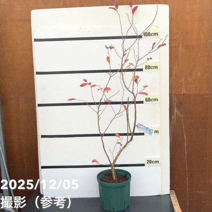 ブルーベリー大株 ラビットアイ系 ラヒ（R） 7号 3年生｜果樹10-TU（Yahoo!・赤塚植物園ヤフー店）