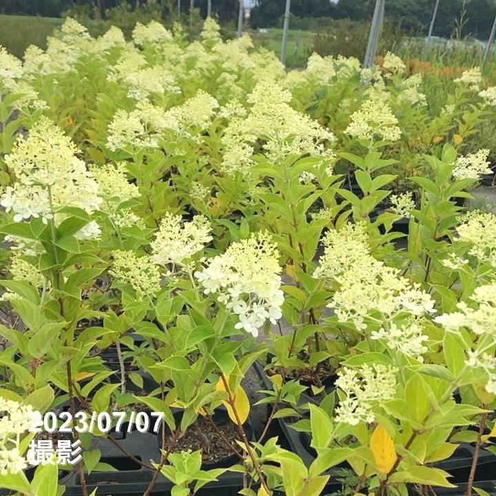 ガーデンアジサイ ピラミッドアジサイ 5号 ※お届けに10日程度