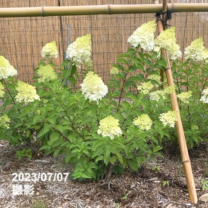 ピラミッドあじさい内容説明ご予約ページ（読む所から） ピラミッドあじさい内容説明ご予約ページ（読む所から）