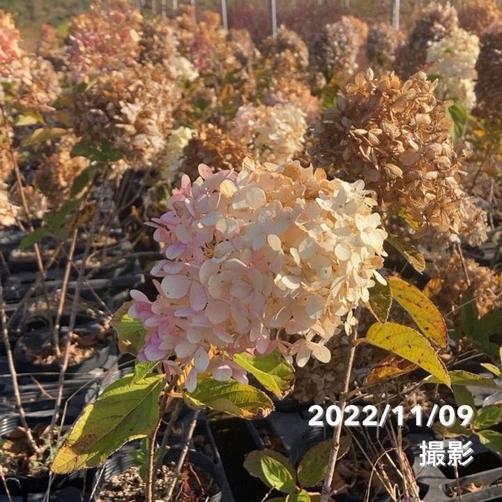 ピラミッドあじさい内容説明ご予約ページ（読む所から） ピラミッドあじさい内容説明ご予約ページ（読む所から）