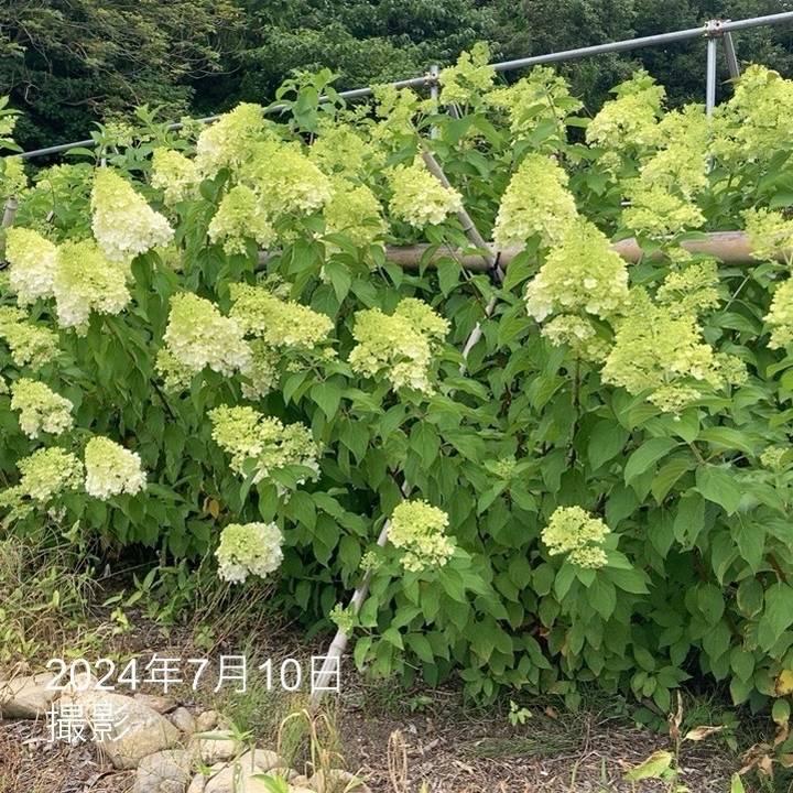 ガーデンアジサイ ピラミッドアジサイ 5号 ※お届けに10日程度