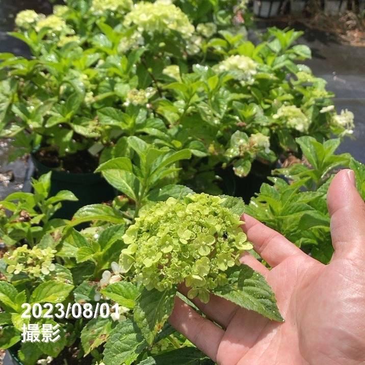 数量限定】PW ラグランジア クリスタルヴェール 7号スリット鉢｜花木03