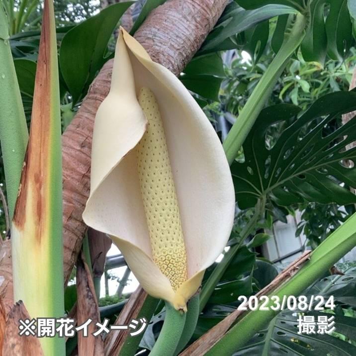 【現品お届け】斑入りモンステラ ホワイトタイガー (1) 5号 ※写真の商品が届きます ｜観葉04-PA 斑入りモンステラ ホワイトタイガー Z1471721094(13000円)