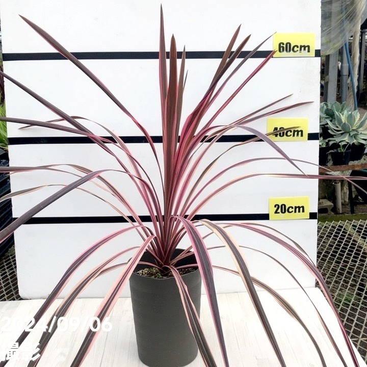 コルジリネ 6号 オーストラリス ピンク｜観葉01-D1 : 赤塚植物園ヤフー