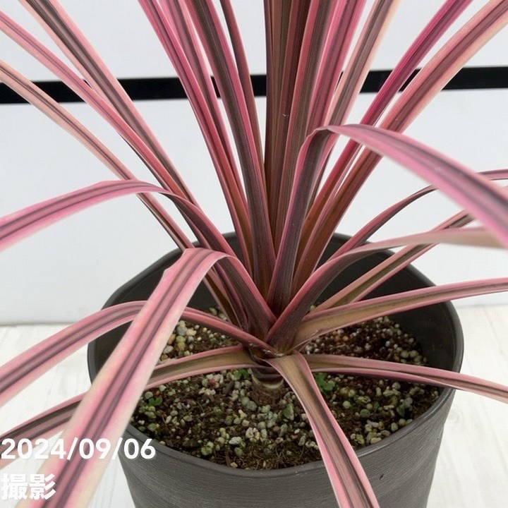 コルジリネ 6号 オーストラリス ピンク｜観葉01-D1 : 赤塚植物園ヤフー