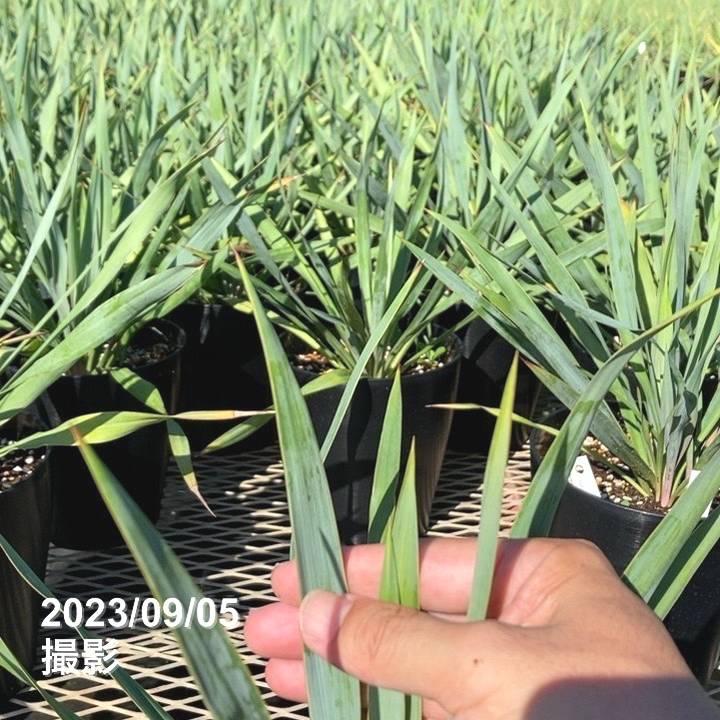 ユッカ 6号 シルバーアニバーサリー（Yucca Silver Anniversary