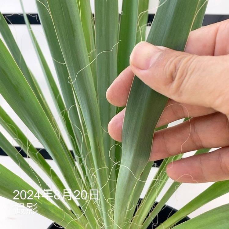 ユッカ 6号 レクルビフォリア（Yucca recurvifolia pendula）｜花木01