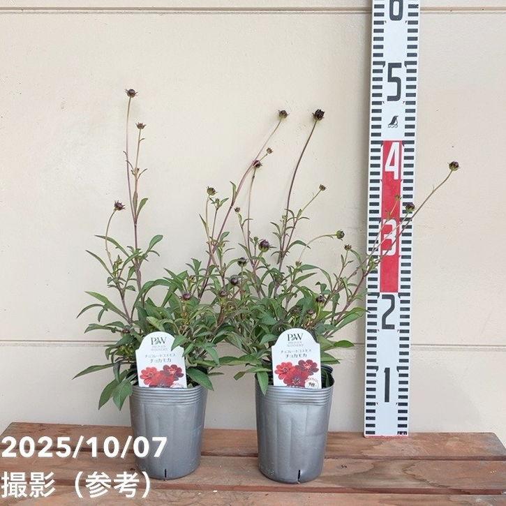 PW チョコレートコスモス チョカモカ 3.5号×2株セット PVP｜草花04-PA