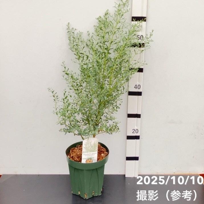 フランスブルーレンガン / 畑565 フランスブルーレンガン / 畑565