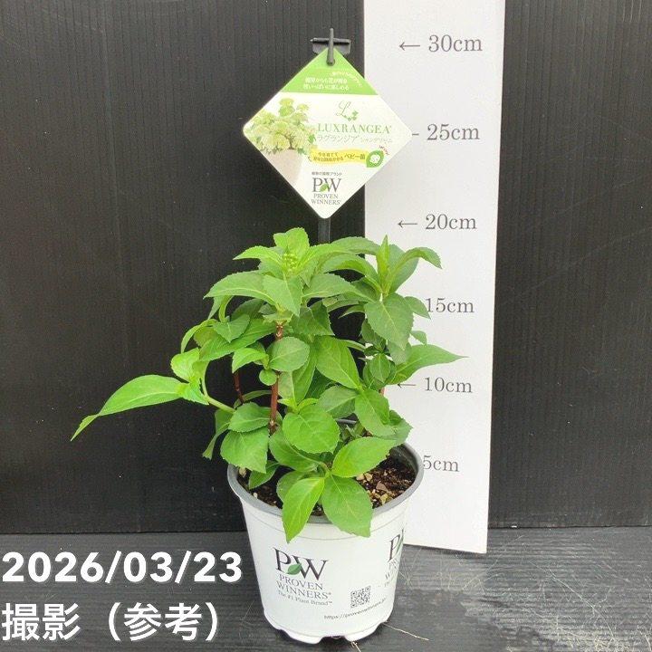 65周年記念P11倍】PW ラグランジア シャンデリーニ 3.5号｜花木10-TU