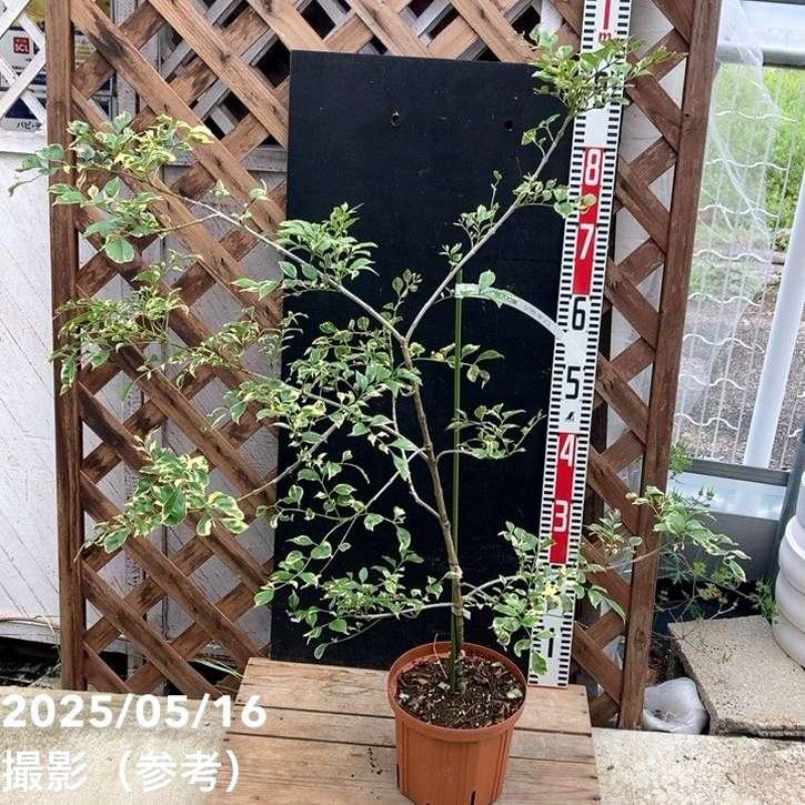 斑入りシマトネリコ 6号スリット鉢｜花木04-PA : 赤塚植物園ヤフー店