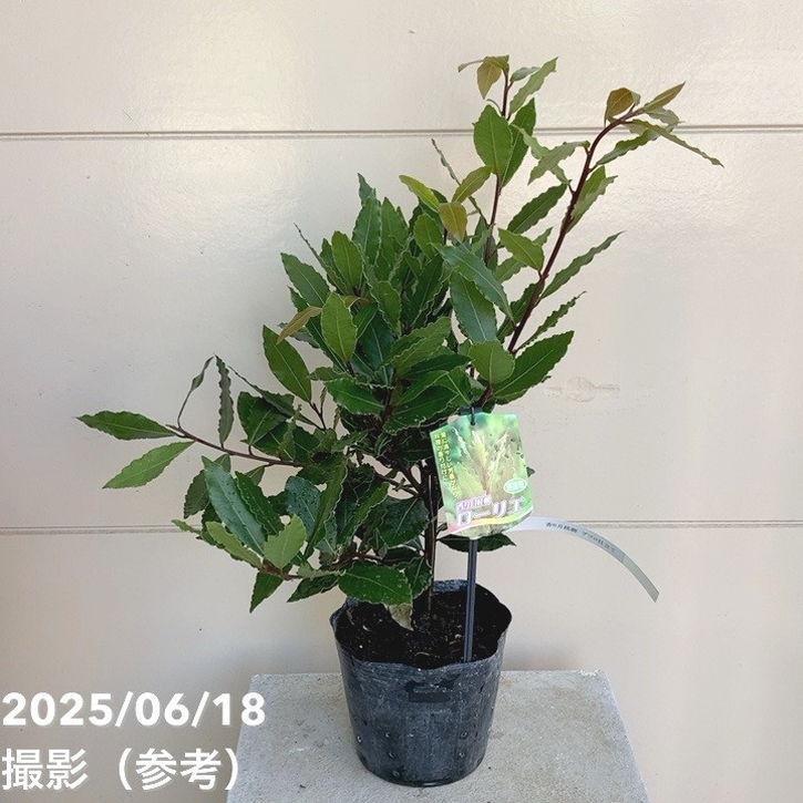 香り月桂樹 ローリエ 選抜種 6号｜花木04-PA : 赤塚植物園ヤフー店