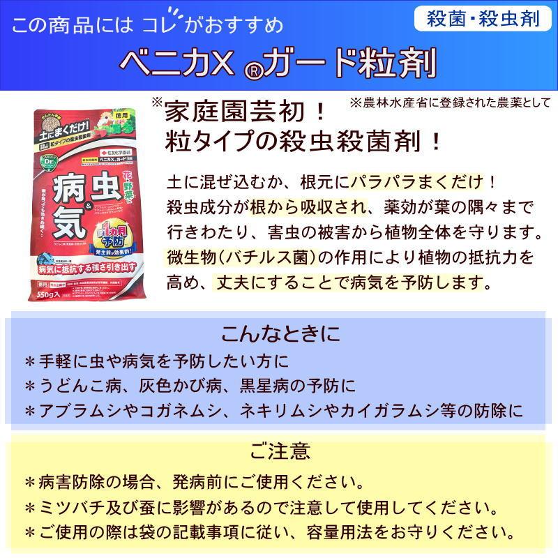 充実の長尺バラ！ シャンテ・ロゼ・ミサト 7号 Delbard デルバール PVP｜s200｜花木04-PA｜akatsukagarden｜11