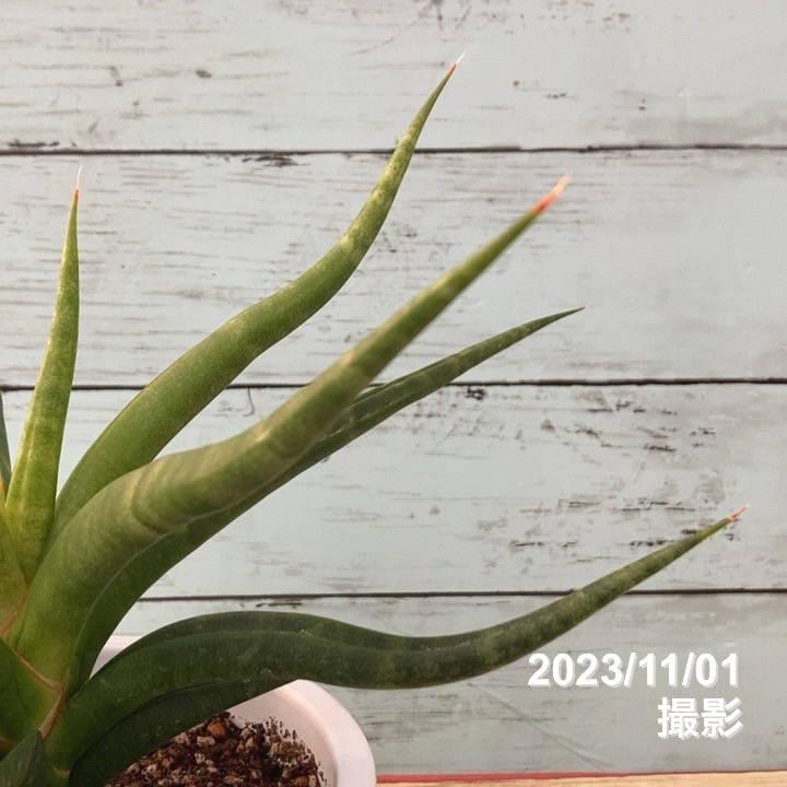 数量限定】サンスベリア 5号 バオダム Baodum 白プラ鉢|観葉02 数量限定】サンスベリア 5号 バオダム Baodum 白プラ鉢|観葉02
