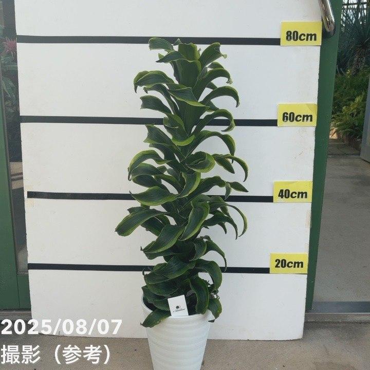 ドラセナ トルネード 6号 斑入り｜観葉10-TU : 赤塚植物園ヤフー店