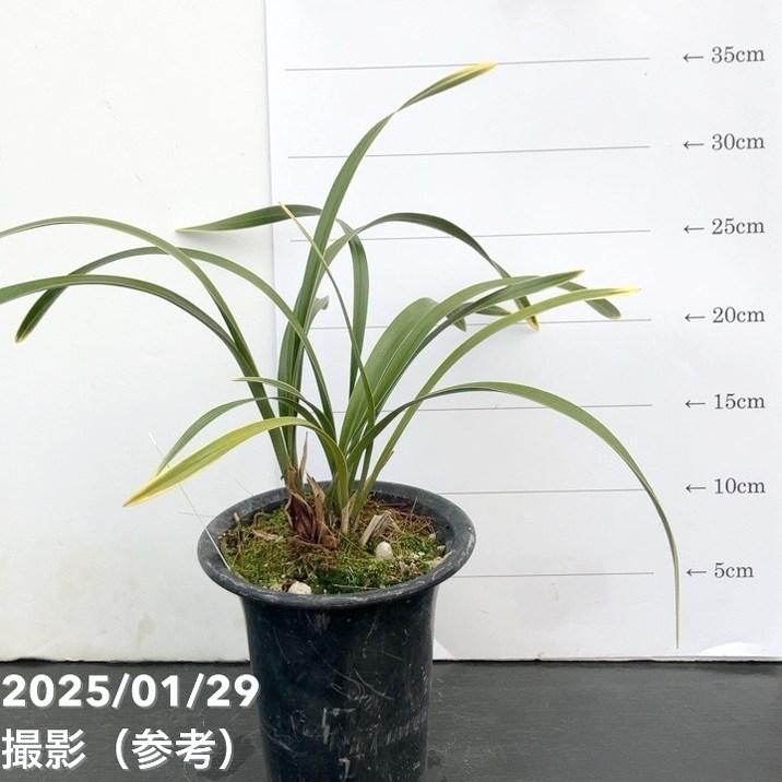 花芽付き>キンリョウヘン 4号(品種お任せ)|ミツバチ蘭|洋蘭 花芽付き>キンリョウヘン 4号(品種お任せ)|ミツバチ蘭|洋蘭