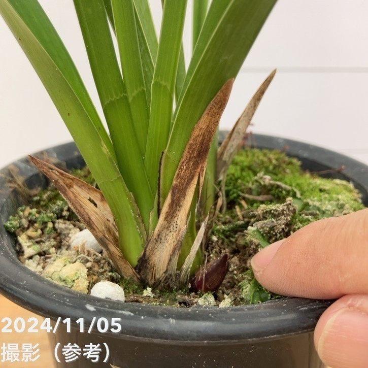 花芽付き>キンリョウヘン 4号(品種お任せ)|ミツバチ蘭|洋蘭 花芽付き>キンリョウヘン 4号(品種お任せ)|ミツバチ蘭|洋蘭