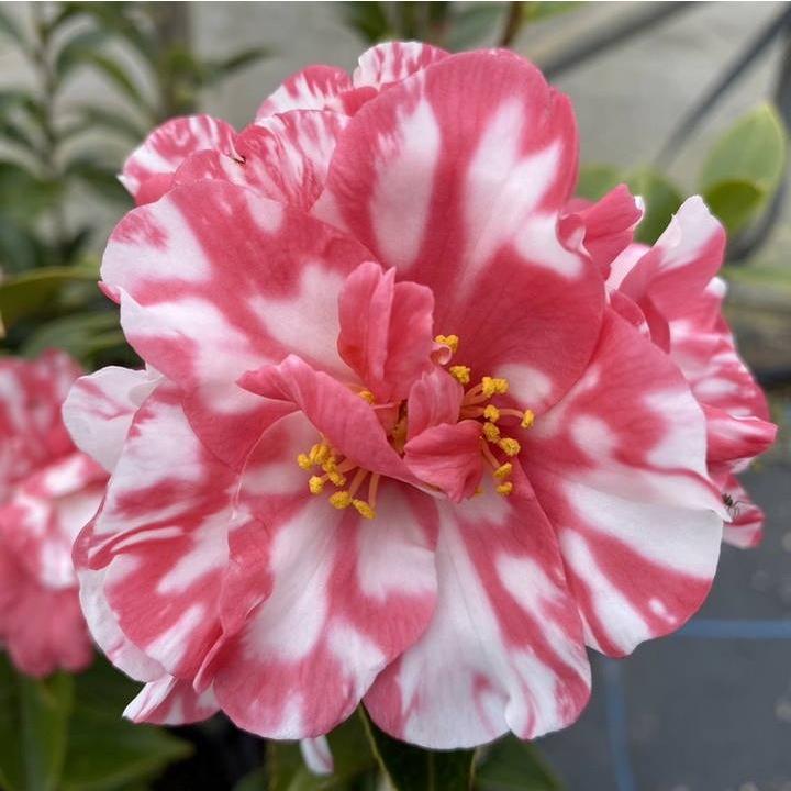 雪椿 ツバキ 6号 縞千鳥｜花木10-TU : 赤塚植物園ヤフー店 - 通販