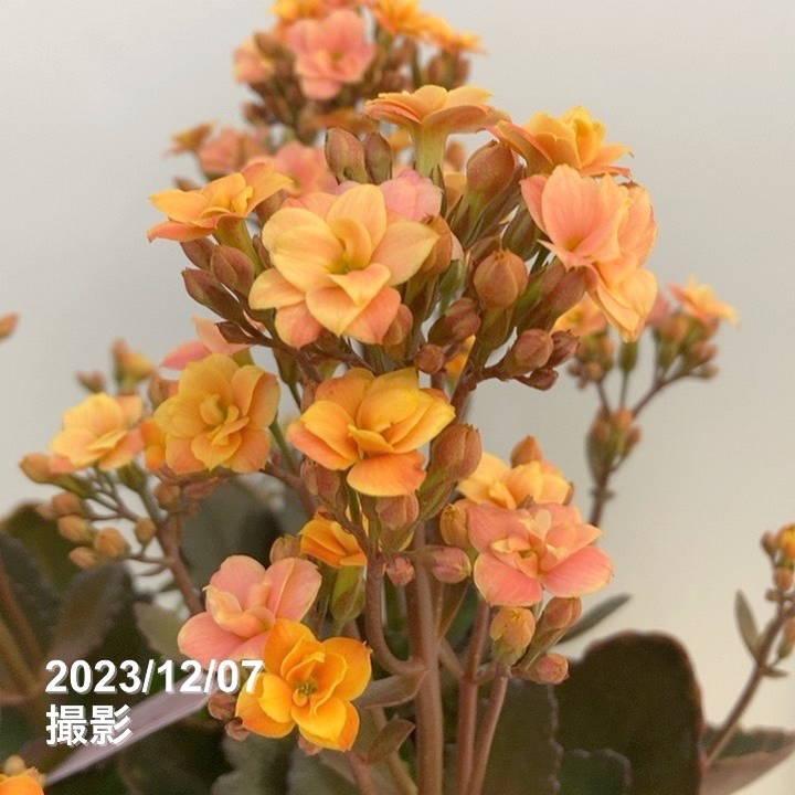 決算P10倍！8/2まで】【数量限定】新品種 2色咲きカランコエ フォー