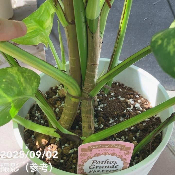 ［現品］【希少】※売約済※ 1番　ポトス　グランデ　7号　大型　レア 現品］【希少】1番 ポトス グランデ 7号 観葉植物 室内 大型 レア