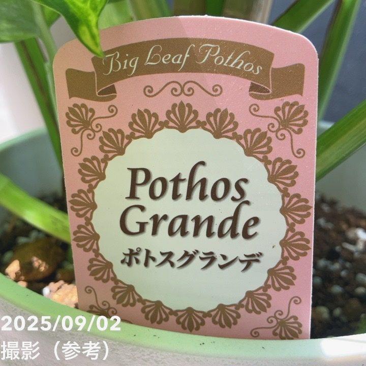 ［現品］【希少】※売約済※ 1番　ポトス　グランデ　7号　大型　レア 現品］【希少】1番 ポトス グランデ 7号 観葉植物 室内 大型 レア