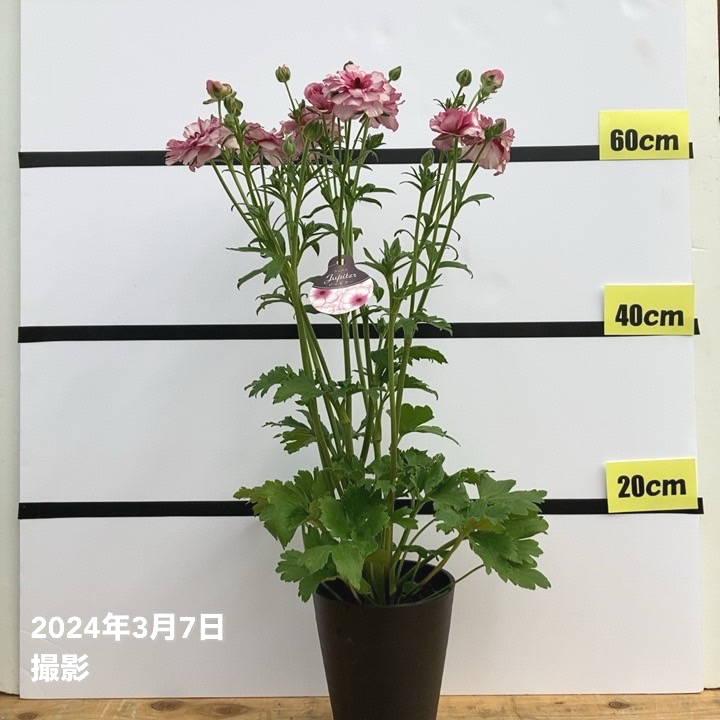 ラナンキュラス ラックスシリーズ 5号 ジュピター｜草花10-TU : 赤塚