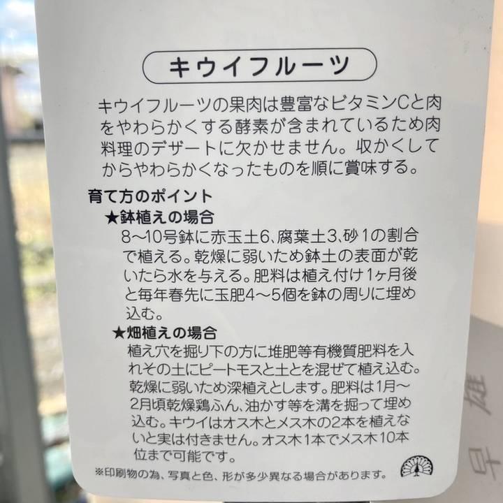 キウイフルーツ 早雄（そうゆう） オス受粉樹用 5号 ｜果樹04-PA｜akatsukagarden｜03