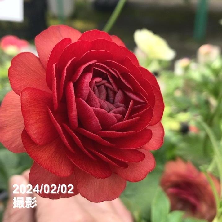ラナンキュラス ラックスシリーズ 3.5〜4号 ハデス｜草花04-PA : 赤塚