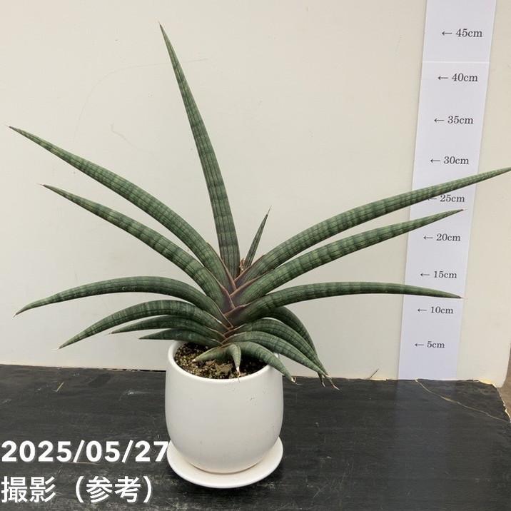 現品お届けレア 】サンスベリア 4号 パープルソード 陶器鉢（受け皿