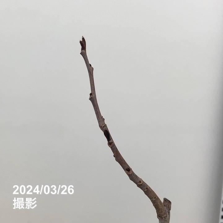【今週のおすすめ（3/26入荷）】ピーターソンポポー ワバッシュ 5号 ｜果樹04-PA｜akatsukagarden｜04