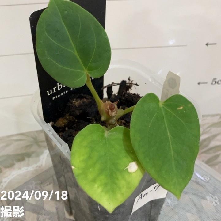 現品お届け】アンスリウム キングオブスペード King of spade（HU）3.5