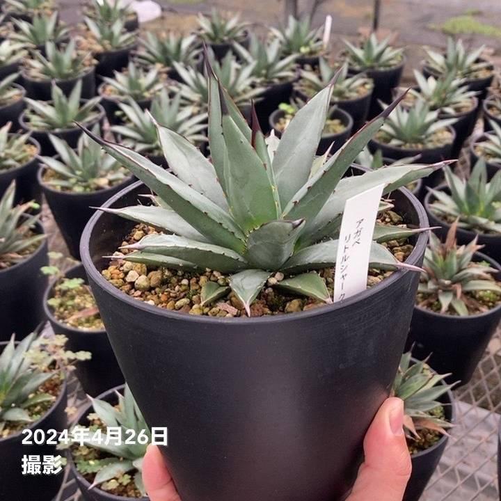 アガベ 5号 リトルシャーク Little Shark｜観葉01-D1 : 赤塚植物園